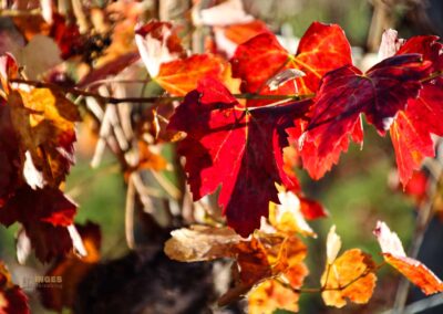 Weinberge um Strümpfelbach 0460