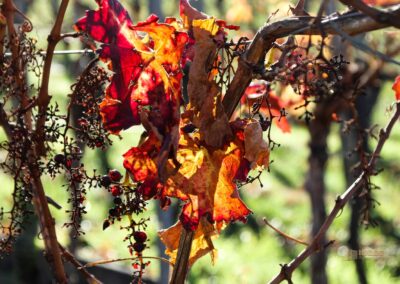 Weinberge um Strümpfelbach 0465