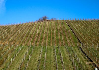 Weinberge um Strümpfelbach 0475