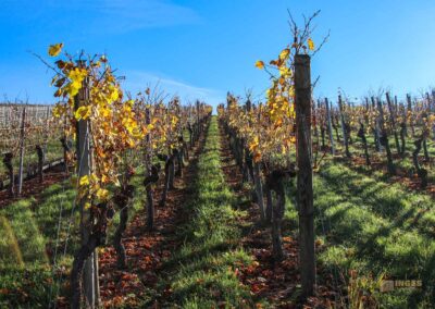 Weinberge um Strümpfelbach 0500
