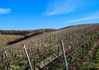 Weinberge um Strümpfelbach 0511