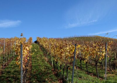 Weinberge um Strümpfelbach 0531