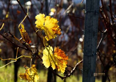 Weinberge um Strümpfelbach 0540