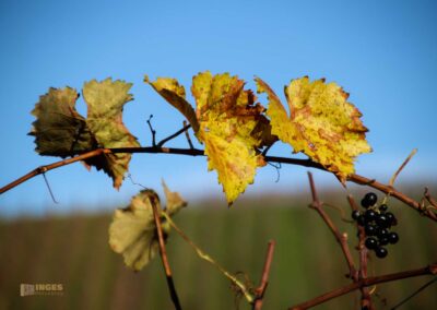 Weinberge um Strümpfelbach 0610