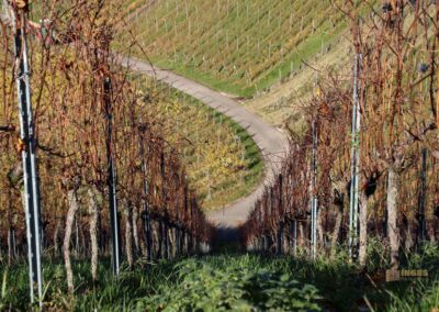 Weinberge um Strümpfelbach 0612