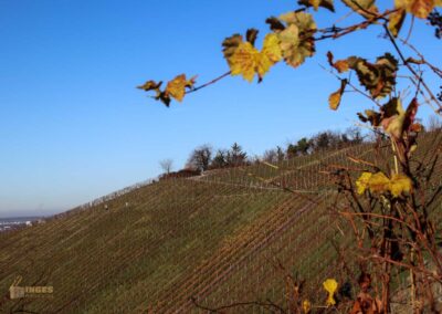Weinberge um Strümpfelbach 0622