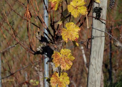 Weinberge um Strümpfelbach 0629
