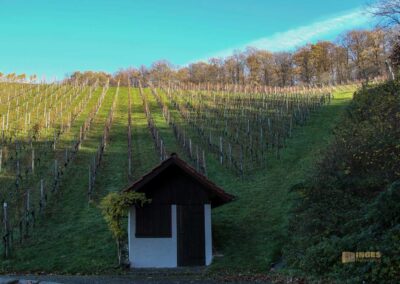 Weinberge um Strümpfelbach 0672