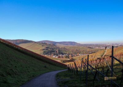 Ein Rundgang durch Strümpfelbach 57 Weinberge um Strümpfelbach 0696