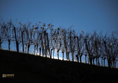 Weinberge um Strümpfelbach 0730