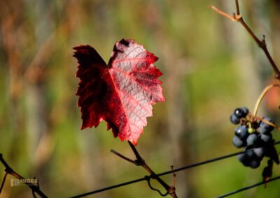 Weinberge um Strümpfelbach 0791