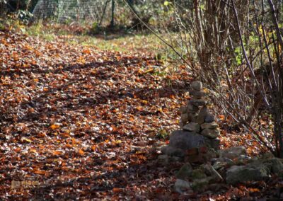 Natur am Grafenberg bei Schorndorf 0537