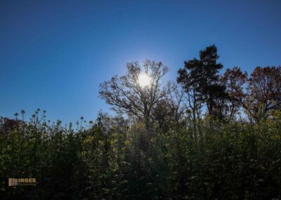 Natur am Grafenberg bei Schorndorf 0542