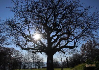 Natur am Grafenberg bei Schorndorf 0546