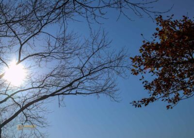 Natur am Grafenberg bei Schorndorf 0589