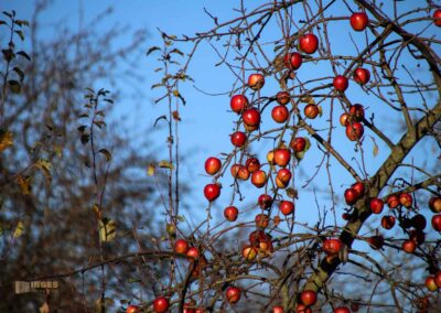 Natur am Grafenberg bei Schorndorf 0614