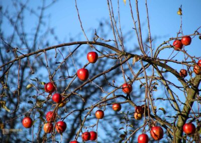 Natur am Grafenberg bei Schorndorf 0620