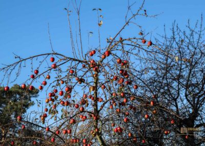 Natur am Grafenberg bei Schorndorf 0627
