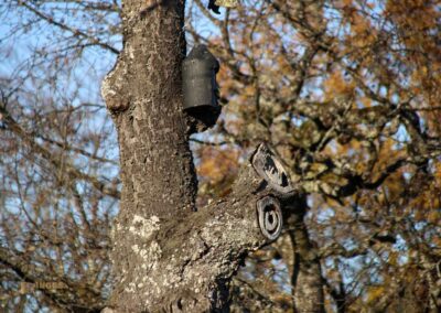 Natur am Grafenberg bei Schorndorf 0633