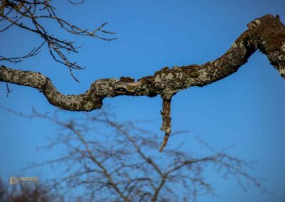 Natur am Grafenberg bei Schorndorf 0634