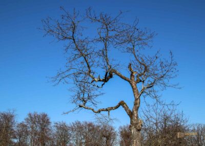 Natur am Grafenberg bei Schorndorf 0636