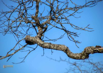 Natur am Grafenberg bei Schorndorf 0638