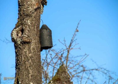 Natur am Grafenberg bei Schorndorf 0640