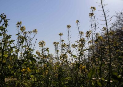 Natur am Grafenberg bei Schorndorf 0676