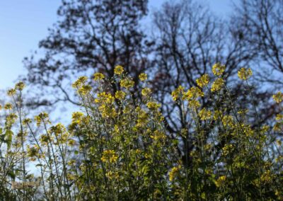 Natur am Grafenberg bei Schorndorf 0686
