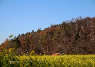 Kommt mit in die Daimlerstadt Schorndorf 94 Natur am Grafenberg bei Schorndorf 0701