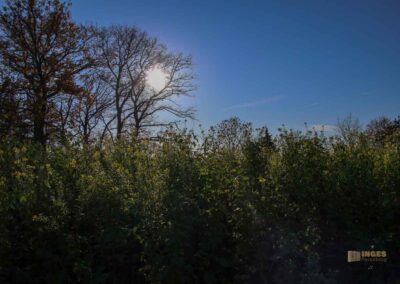 Natur am Grafenberg bei Schorndorf 0708