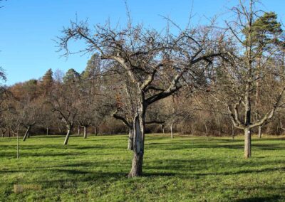 Natur am Grafenberg bei Schorndorf 0716