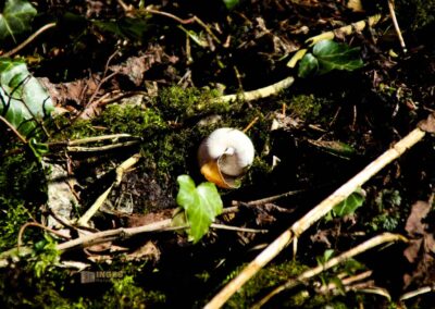 Die Ruine Lauterburg 11 Weg unterhalb der Ruine Lauterburg 0241