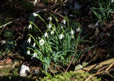 Die Ruine Lauterburg 12 Weg unterhalb der Ruine Lauterburg 0244