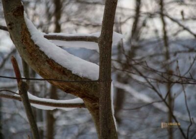 Winter auf Burgruine Helfenstein 0222