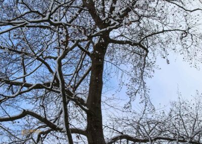 Winter auf Burgruine Helfenstein 0244