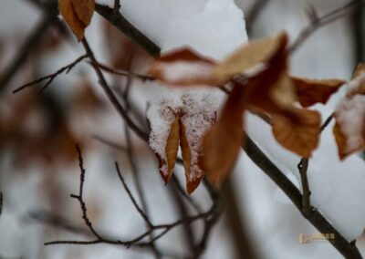 Winter auf Burgruine Helfenstein 0266