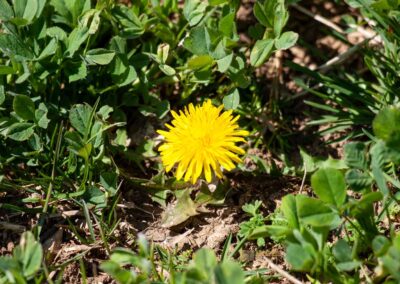 FriedWald-Schönbuch-0177