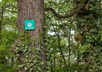 FriedWald Schönbuch 4569