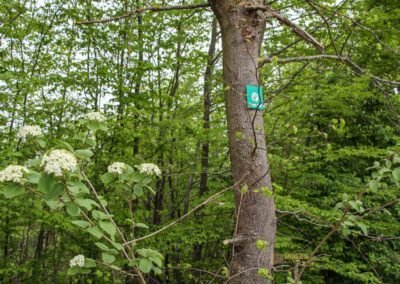 FriedWald Schönbuch 4572