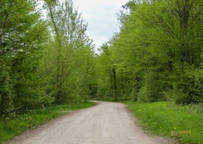 FriedWald Schönbuch 4591