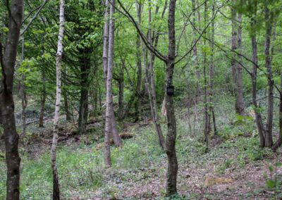 FriedWald Schönbuch 4596