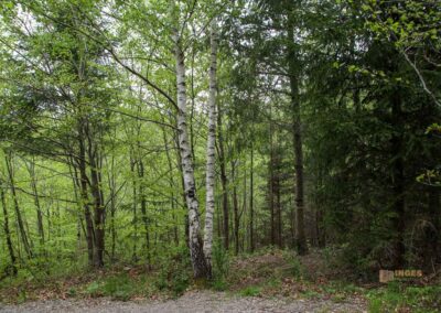 FriedWald Schönbuch 4602