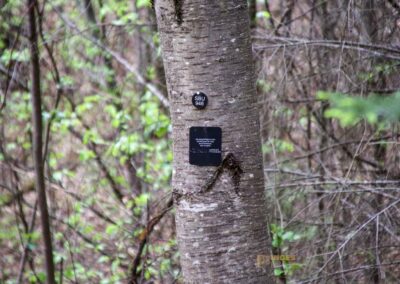 FriedWald Schönbuch 4607