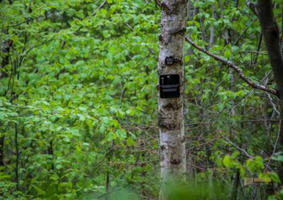 FriedWald Schönbuch 4609