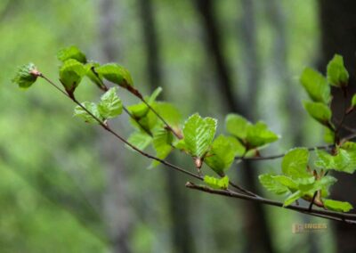 FriedWald Schönbuch 4614