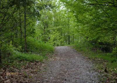 FriedWald Schönbuch 4616