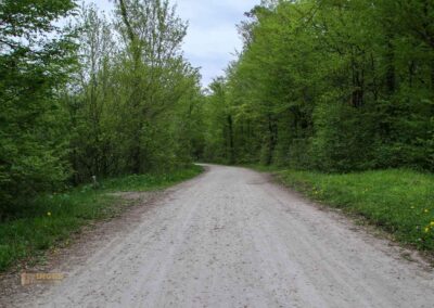 FriedWald Schönbuch 4618