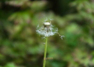 FriedWald Schönbuch 4625