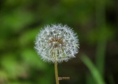 FriedWald Schönbuch 4626